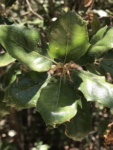 Quercus invaginata (Quercus invaginata)