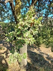 Quercus ithaburensis (Quercus ithaburensis)