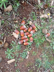Quercus ithaburensis (Quercus ithaburensis)