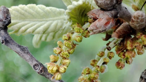 Quercus ithaburensis (Quercus ithaburensis)