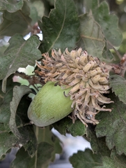 Quercus ithaburensis (Quercus ithaburensis)