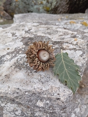 Quercus ithaburensis (Quercus ithaburensis)