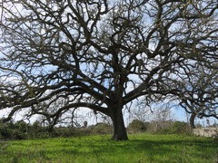 Quercus ithaburensis (Quercus ithaburensis)