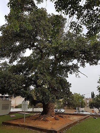 Quercus ithaburensis: A tabor oak tree in a public garden in Pardes Hanna-Karkur, Haifa District of Israel