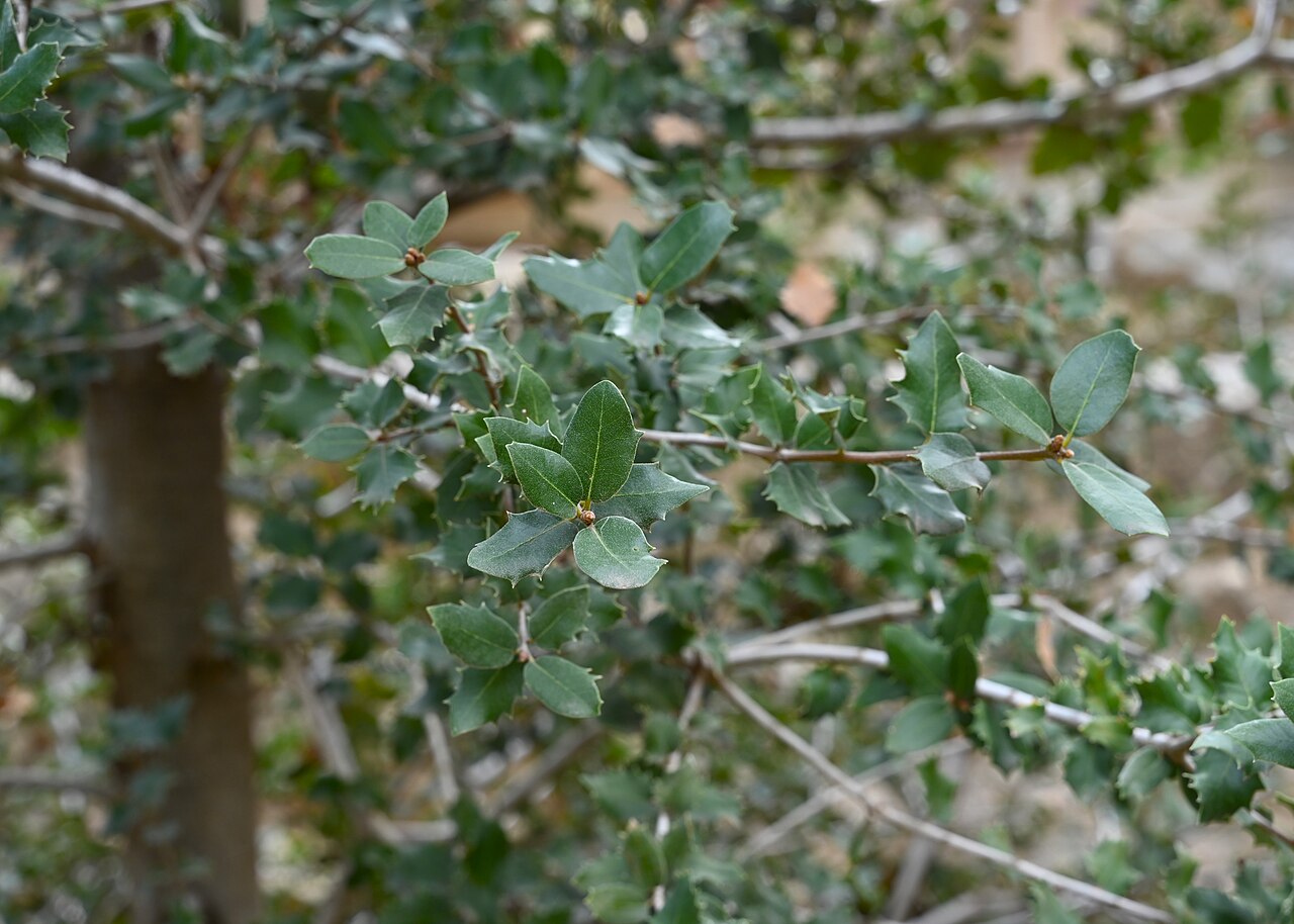 Tucker oak: Quercus john-tuckeri in Jardín Botánico La Concepción, Malaga