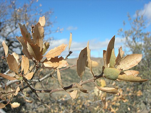 Tucker oak: Quercus john-tuckeri, Hungry Valley, Los Angeles County
