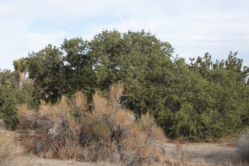 Tucker oak (Quercus john-tuckeri)