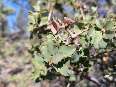 Tucker oak (Quercus john-tuckeri)