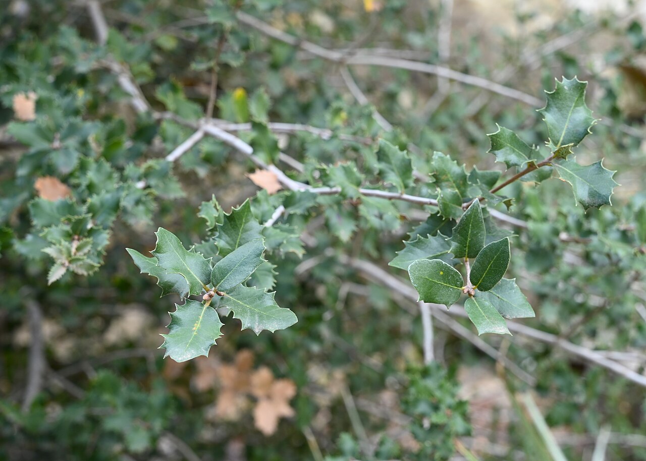 Tucker oak: Quercus john-tuckeri in Jardín Botánico La Concepción, Malaga