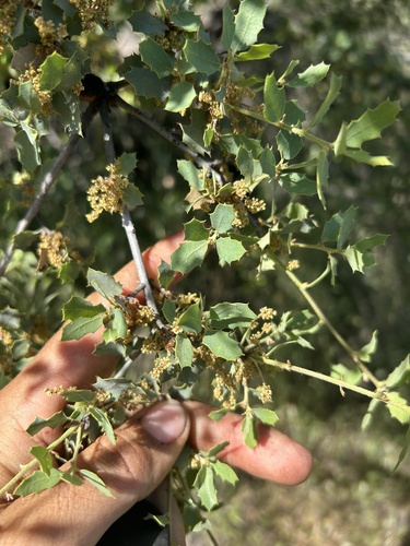 Tucker oak (Quercus john-tuckeri)