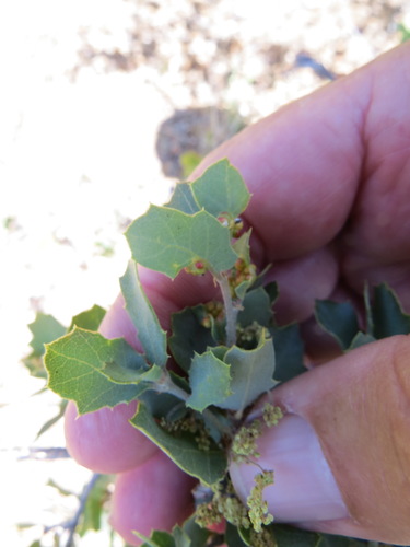 Tucker oak (Quercus john-tuckeri)