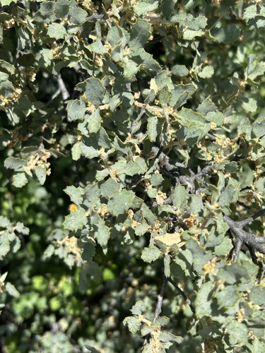 Tucker oak (Quercus john-tuckeri)
