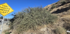 Tucker oak (Quercus john-tuckeri)