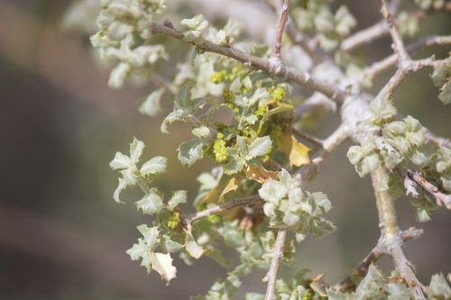 Tucker oak (Quercus john-tuckeri)