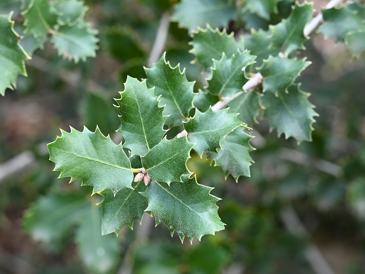 Tucker oak: Quercus john-tuckeri in Jardín Botánico La Concepción, Malaga