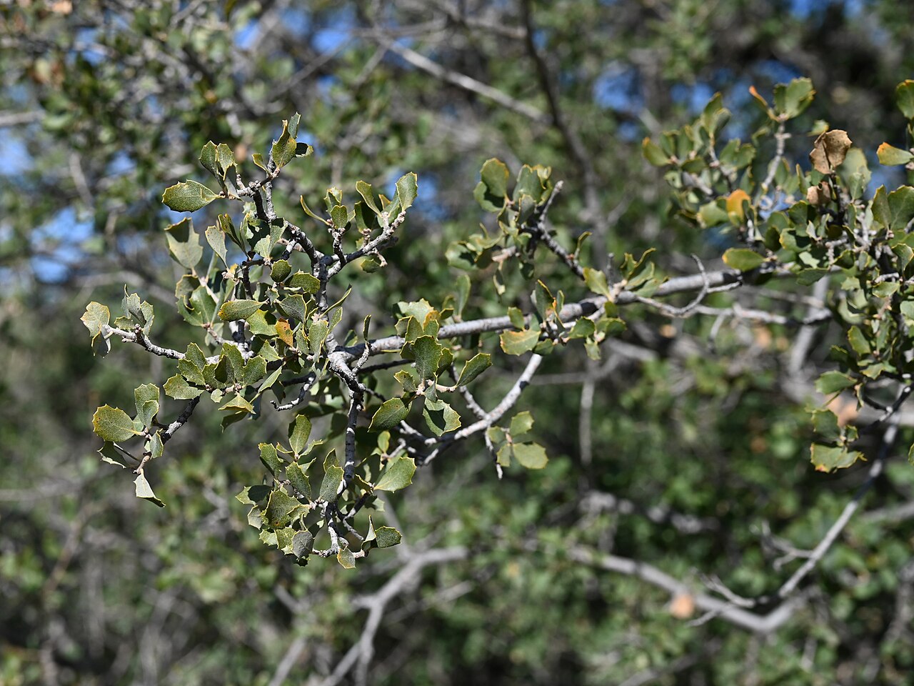 Tucker oak: Quercus john-tuckeri in Vasquez Rocks Natural Area, California