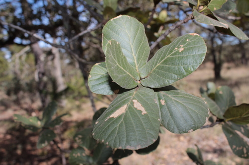 Quercus jonesii (Quercus jonesii)