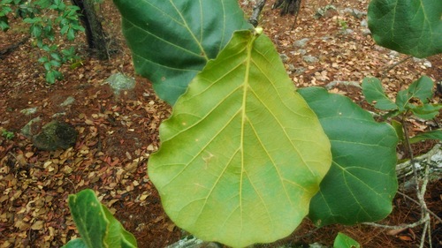 Quercus jonesii (Quercus jonesii)