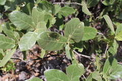 Quercus jonesii (Quercus jonesii)