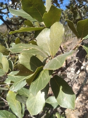 Quercus jonesii (Quercus jonesii)