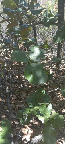 Quercus jonesii (Quercus jonesii)