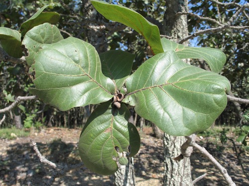 Quercus jonesii (Quercus jonesii)
