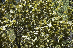Quercus jonesii (Quercus jonesii)