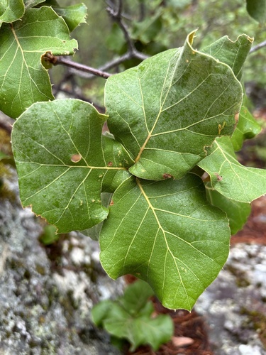 Quercus jonesii (Quercus jonesii)