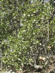 Quercus jonesii (Quercus jonesii)