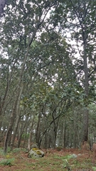 Quercus jonesii (Quercus jonesii)