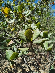 Quercus jonesii (Quercus jonesii)
