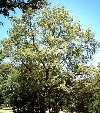 Quercus kotschyana (Quercus kotschyana)