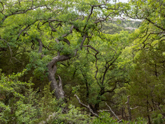 Lacey oak (Quercus laceyi)