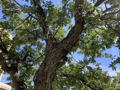 Lacey oak (Quercus laceyi)