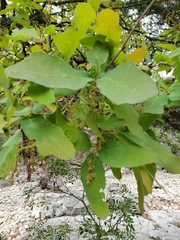 Lacey oak (Quercus laceyi)