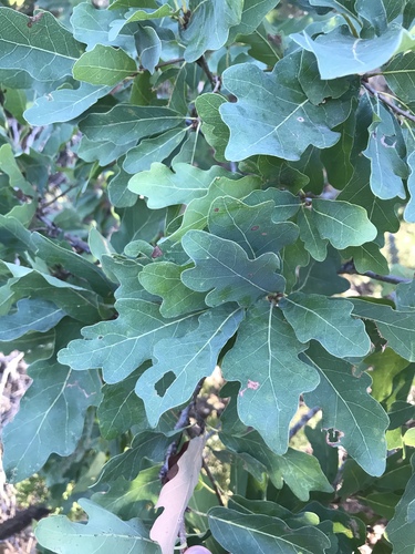 Lacey oak (Quercus laceyi)