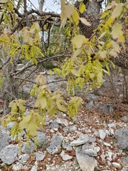 Lacey oak (Quercus laceyi)