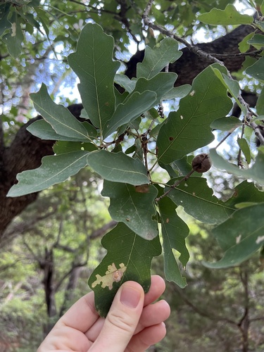 Lacey oak (Quercus laceyi)