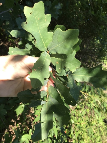 Lacey oak (Quercus laceyi)