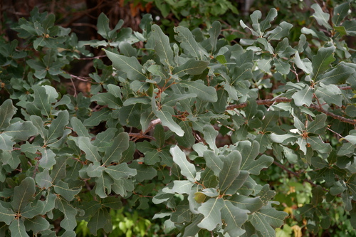 Lacey oak (Quercus laceyi)
