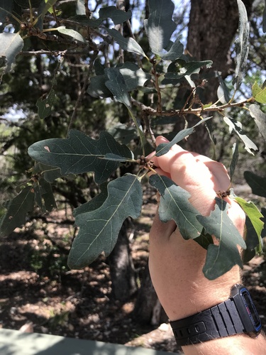 Lacey oak (Quercus laceyi)