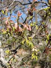 Lacey oak (Quercus laceyi)