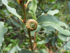 Lacey oak (Quercus laceyi)