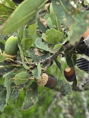 Lacey oak (Quercus laceyi)