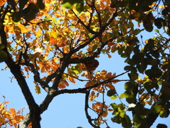 Quercus laeta (Quercus laeta)