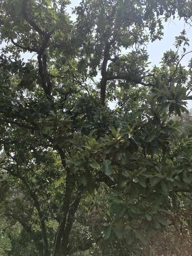 Quercus laeta (Quercus laeta)