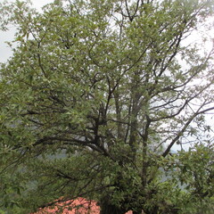 Quercus laeta (Quercus laeta)