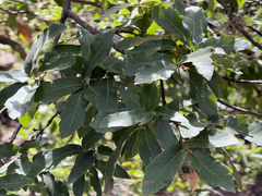 Quercus laeta (Quercus laeta)