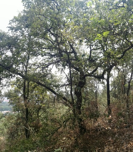 Quercus laeta (Quercus laeta)