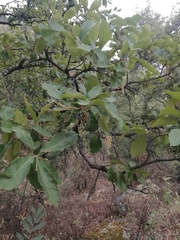 Quercus laeta (Quercus laeta)